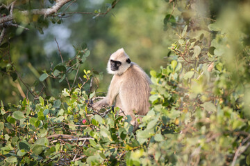 Monkeys in Sri Lanka perch on trees and walls, alert and playful, surrounded by lush greenery and tropical sunlight.