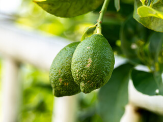 2つの若い緑色のレモン