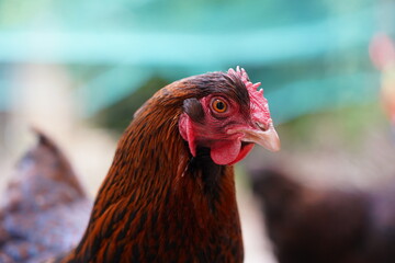 close up of a rooster