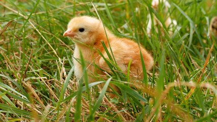 Cute newborn yellow chick standing on grass in nature. Other chickens run in the background. Symbol of Easter, spring holiday and poultry farming.