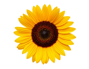 Fototapeta premium Top View of Sunflower Head with Seeds, Transparent Background