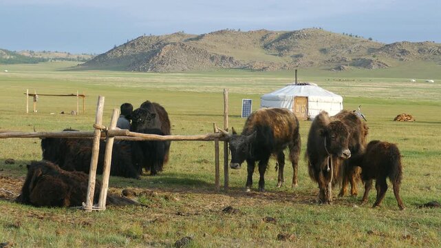 Zavkhan, MONGOLIA - July 16, 2017. Yaki is at the pen and the man is milking the yak, the life of the herdsman. Summer cloudy morning.   Editorial use.