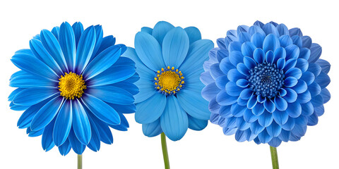 Three Distinct Blue Flowers with Yellow Centers on White Background"