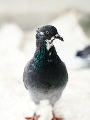Close-up portrait of a pigeon with iridescent feathers and orange eye, standing indoors on a white surface