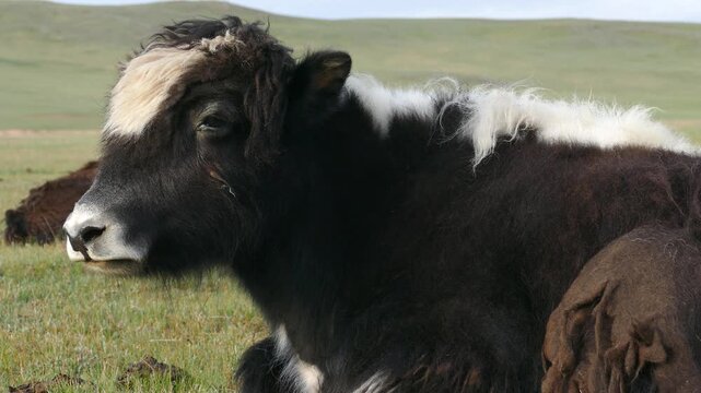 A sad, furry, hornless yak lies on the grass on a sunny summer morning.