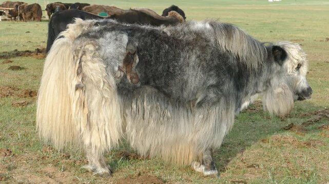 Sad furry hornless Yak on a sunny summer morning.