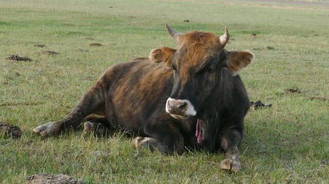 A young cow lies on the grass on a cloudy summer morning.