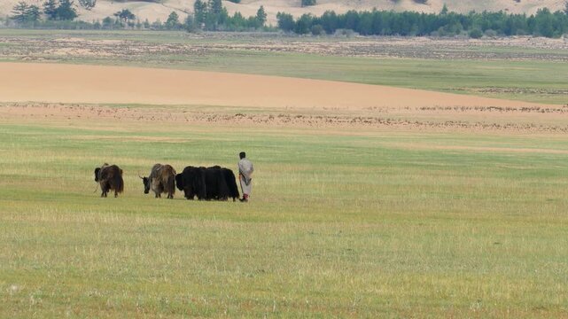 The shepherd leads his small herd of yaks along the Mongolian steppe in the summer cloudy morning.