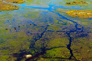 Breathtaking aerial view of African bush elephants (loxodonta africana) feeding in the waters of the Okavango Delta near Maun, Botswana. Ideal for nature, travel, and wildlife photography projects.