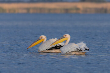 zwei Pelikane im rumänischen Donaudelta