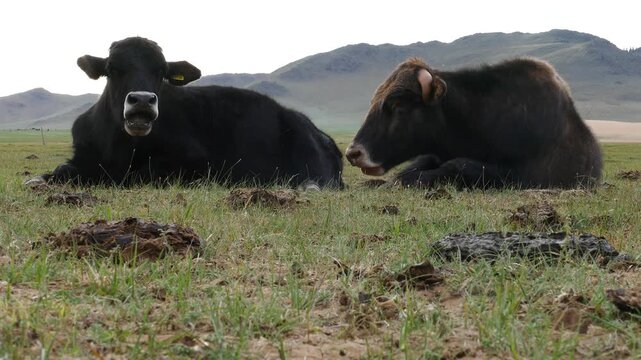 Two domestic cows lie on the grass in a cloudy summer morning.