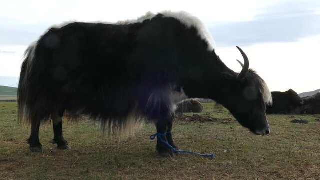 A small sad yak with tied front legs lonely stands in the field on a sunny summer morning.