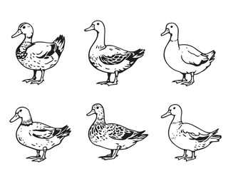 Cute Duck Simple Sketch Art