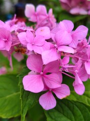 pink hydrangea flowers