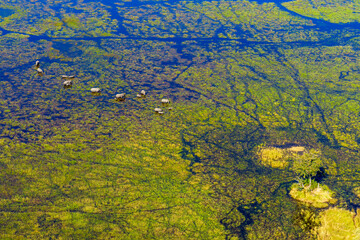 Breathtaking aerial view of African bush elephants (loxodonta africana) feeding in the waters of the Okavango Delta near Maun, Botswana. Ideal for nature, travel, and wildlife photography projects.