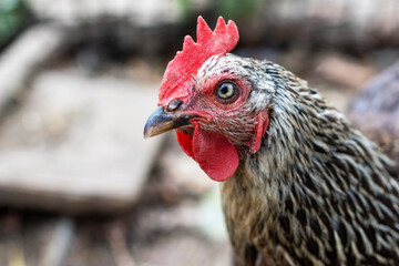 profile portrait of a black laying hen in close-up