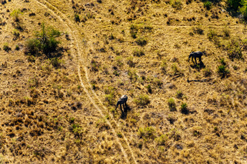 Breathtaking aerial view of African bush elephants (loxodonta africana) walking through the grass of the Okavango Delta near Maun, Botswana. Ideal for nature, travel and wildlife photography projects.