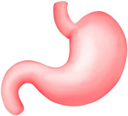 Human Stomach Anatomy