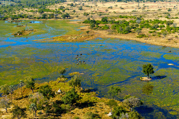 Breathtaking aerial view of African bush elephants (loxodonta africana) feeding in the waters of the Okavango Delta near Maun, Botswana. Ideal for nature, travel, and wildlife photography projects.