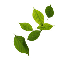 Fototapeta premium Green leaves in minimal style, bright green, natural freshness, with copy space
