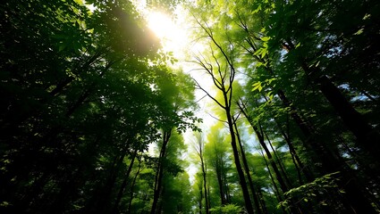 Obraz premium Sunlight Through Green Forest Canopy of Tall Trees