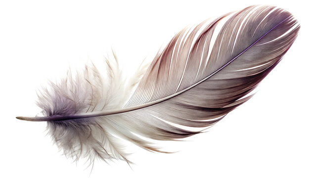 flying fether isolated on white background, png, ai generated.