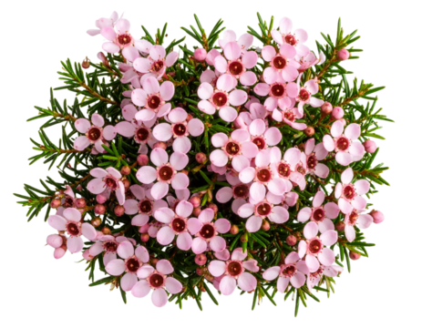 Top View of Pink Wax Flower Cluster with Glossy Petals, Transparent PNG” 
