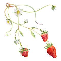 Strawberry on stems with flowers leaves vines tendrils, growing ripe garden berry pineberry strasberry. Isolated botanical hand drawn watercolor illustration. Farmers market, eco gardening calendar