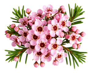 Top View of Pink Wax Flower Cluster with Glossy Petals, Transparent PNG