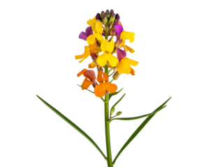 Side View of a Wild Wallflower Stem with Mixed Color Blossoms and Narrow Leaves, Transparent Background”