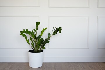 Zamioculcas  in a white pot on the background of a light wall in the interior