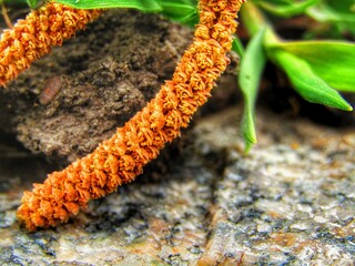 new life in the garden