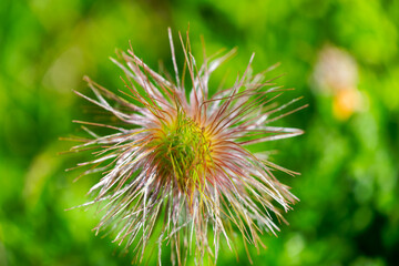 Close-up of blossom of Pulsatilla Alpina L. Delarbre flower on meadow at Lötschental Valley in the...
