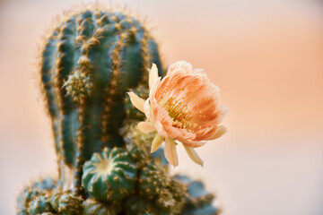 Little cactus on small pot, plant for decoration. Beautiful blooming cactus, selective focus...