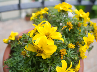 Vibrant Yellow Flowers in Pot