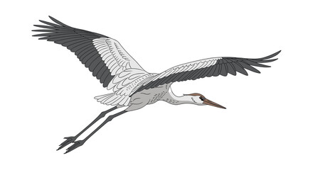 Obraz premium Majestic crane soars gracefully across the blue sky with wings extended on a clear day