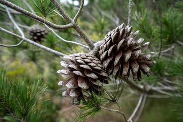 Pinecones, Aleppo Pine, Pinus halepensis  © alba1988