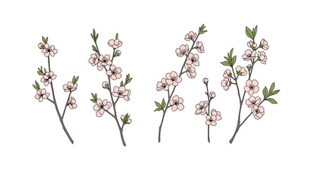 Naklejka premium Delicate pink cherry blossoms branching out in a beautiful natural display of spring awakening