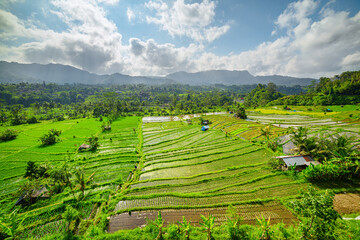 Awesome view of scenic rice terraces in Bali, Indonesia
