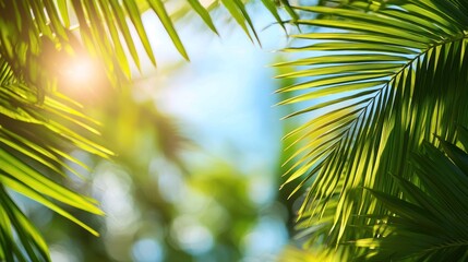 Green palm leaves against a blue sky with sun rays. © sambath
