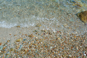 sea shells on the beach