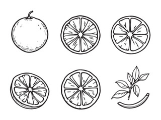 Orange slice sketch line style