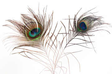 Obraz premium peacock feather on white background