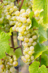 Green riesling wine grapes growing on vine, vineyard in Trier, Moselle Valley Germany, landscape and agriculture, rhineland palatine