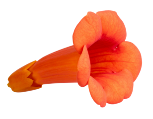 Side View of a Single Trumpet Vine Bloom with Curved Petal Edges, Transparent PNG” 