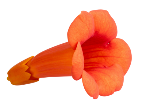 Side View of a Single Trumpet Vine Bloom with Curved Petal Edges, Transparent PNG”