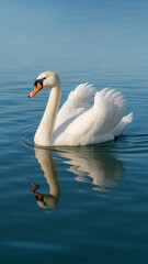 Obraz premium Elegant white swan gracefully gliding on calm blue water with clear reflection, creating a peaceful and serene nature scene. Captured in bright natural daylight.