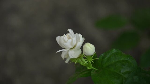 Jasminum sambac flower. The flower may be used as a fragrant ingredient in&nbsp;perfumes&nbsp;and&nbsp;jasmine tea. In India known as&nbsp;Mogra flower and beli flower. Its other names Arabian jasmine and Sambac jasmine.