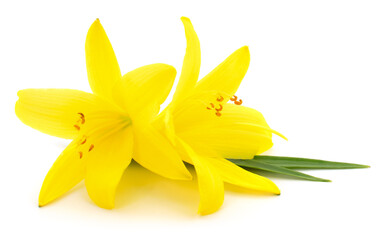 Obraz premium Two yellow lilies.
