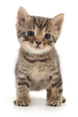 Obraz premium Kitten on white background.